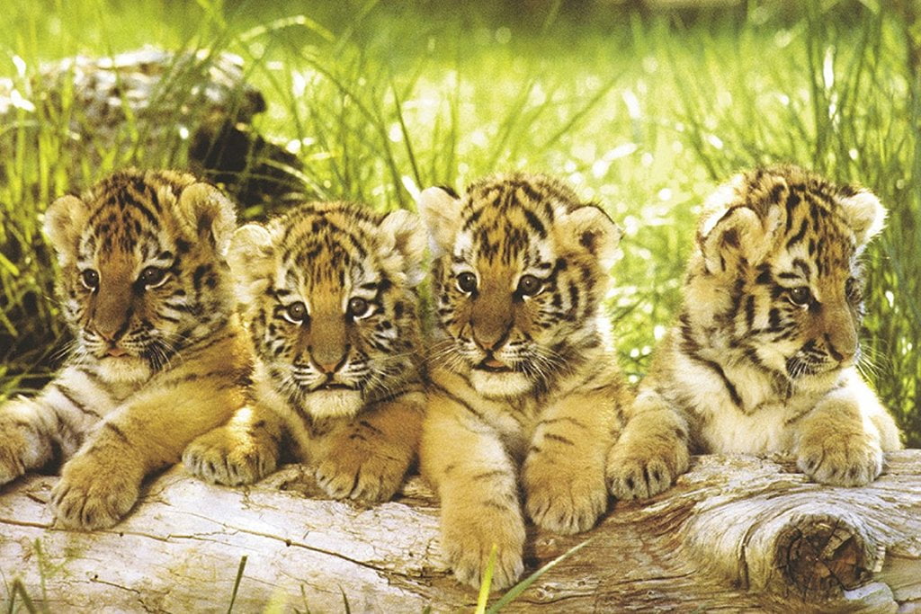 Four Tiger Cubs Cute Baby Photo Art Print Poster 24x36 Inch - Walmart.com