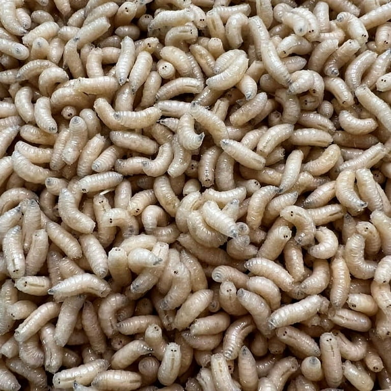 Speedy Worm - Live White Spikes - 1000 Count / Fishing Bait