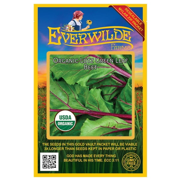 Everwilde Farms - 125 Organic Lutz Green Leaf Beet Seeds - Gold Vault Jumbo Bulk Seed Packet