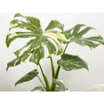 thumbnail image 4 of Thai Constellation Monstera Plant 4-6" Tall for Planting, Variegated Monstera Plant, Monstera Deliciosa, Rare Climbing Tropical Vine - Houseplant, 4 of 5