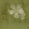 thumbnail image 2 of Jorgensen, Jennifer 15x15 White Modern Wood Framed Museum Art Print Titled - Filtered Dreams X, 2 of 4