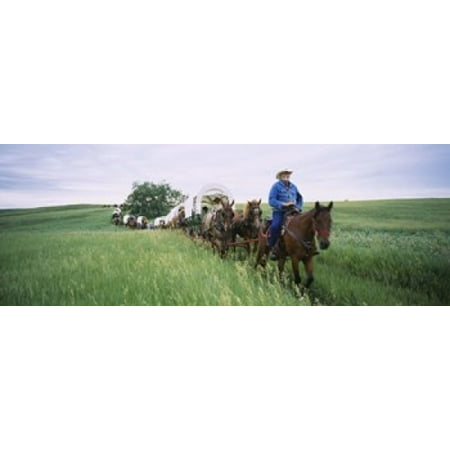 Historical reenactment of covered wagons in a field North Dakota USA Canvas Art - Panoramic Images (36 x 13)