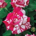 thumbnail image 3 of 30 Rare Seeds-Pink Dragon Rose Bush Seeds #1066-Authentic Seeds-Flowers-Seeds-Rose seeds-Herb seeds-Vegetable Seeds-Mix Seeds for Plant-B3G1, 3 of 3