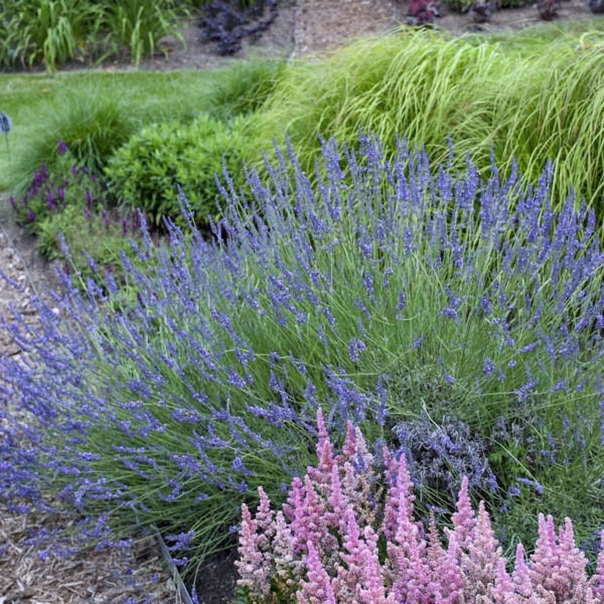 Phenomenal® Lavender Live Plants, Fragrant Purple Blooms