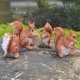 thumbnail image 4 of 2 Piezas Ardilla Estatuilla Animal Escultura Estatuas Césped Jardín Adorno, 4 of 9