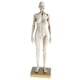 thumbnail image 1 of de anatomía femenina de 11 pulgadas - Escultura de pintura de modelo anatómico de y músculo , referencia anatómica para, 1 of 8