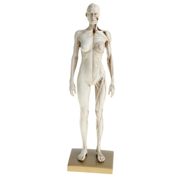 de anatomía femenina de 11 pulgadas - Escultura de pintura de modelo anatómico de y músculo , referencia anatómica para