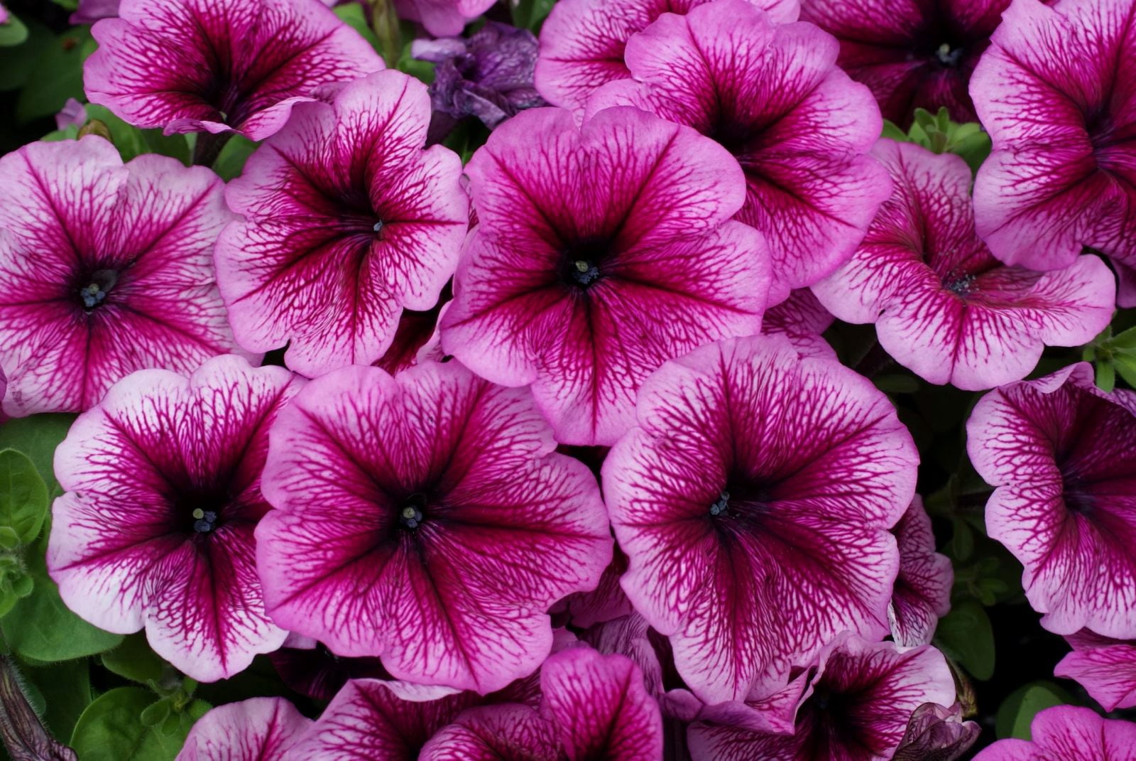 Expert Gardener 1.5 Gallon Perennial Petunia Limbo Orchid Veined Pet-Friendly Purple, Spring Live Plants Outdoor, Full Sun