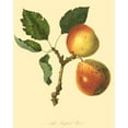 thumbnail image 2 of Unknown 20x24 Gold Ornate Wood Framed with Double Matting Museum Art Print Titled - The Longland Pear, 2 of 4