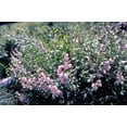 thumbnail image 3 of 50 Pink MOUNTAIN HOLLYHOCK Kankakee Mallow Iliamna Rivularis aka Streambank / Wild / Globemallow Flower Seeds, 3 of 6