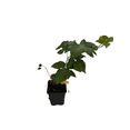 thumbnail image 3 of Chester Thornless Blackberry Plant - 3.25" Pot, 3 of 4