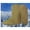 Khaki, variant on WEUVEB Men's's Khaki Winter Boot Liner Socks Waterproof Thermal Plush for Cold Weather Outdoor Activities Size 1013
