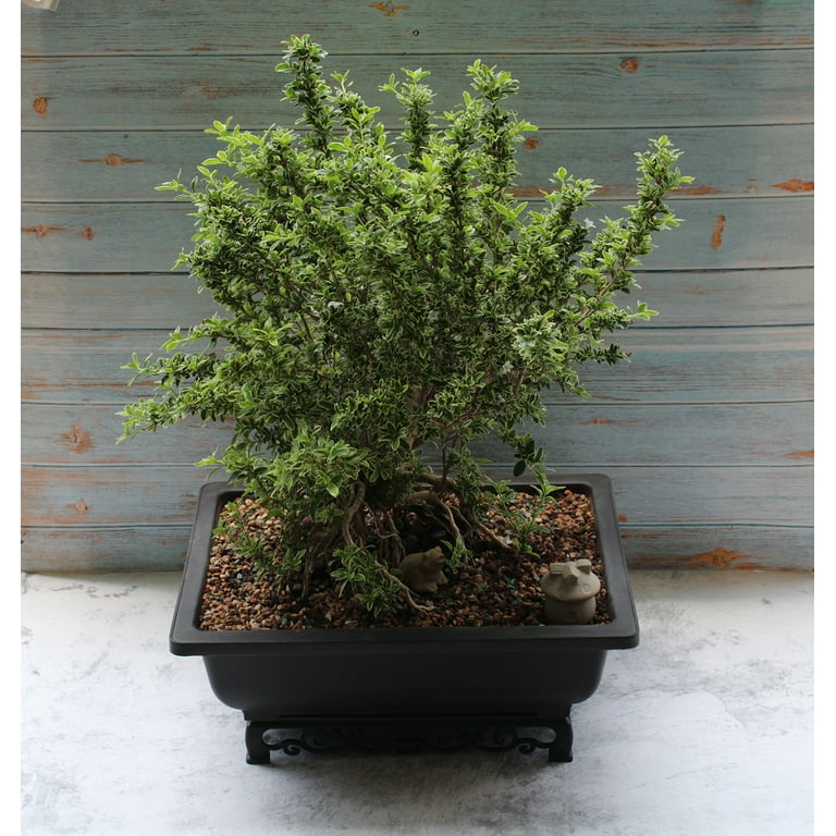 indoor potted plant stand Bamworld 4 Tier Plant Stand Indoor Outdoor, Tall Metal Flower Pot Stan main image 0