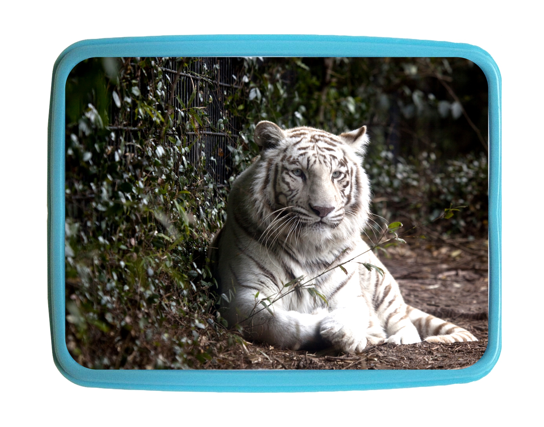 Lunchbox Pets White Tiger Kids Bento Lunch Box with 3 Compartment Food Container