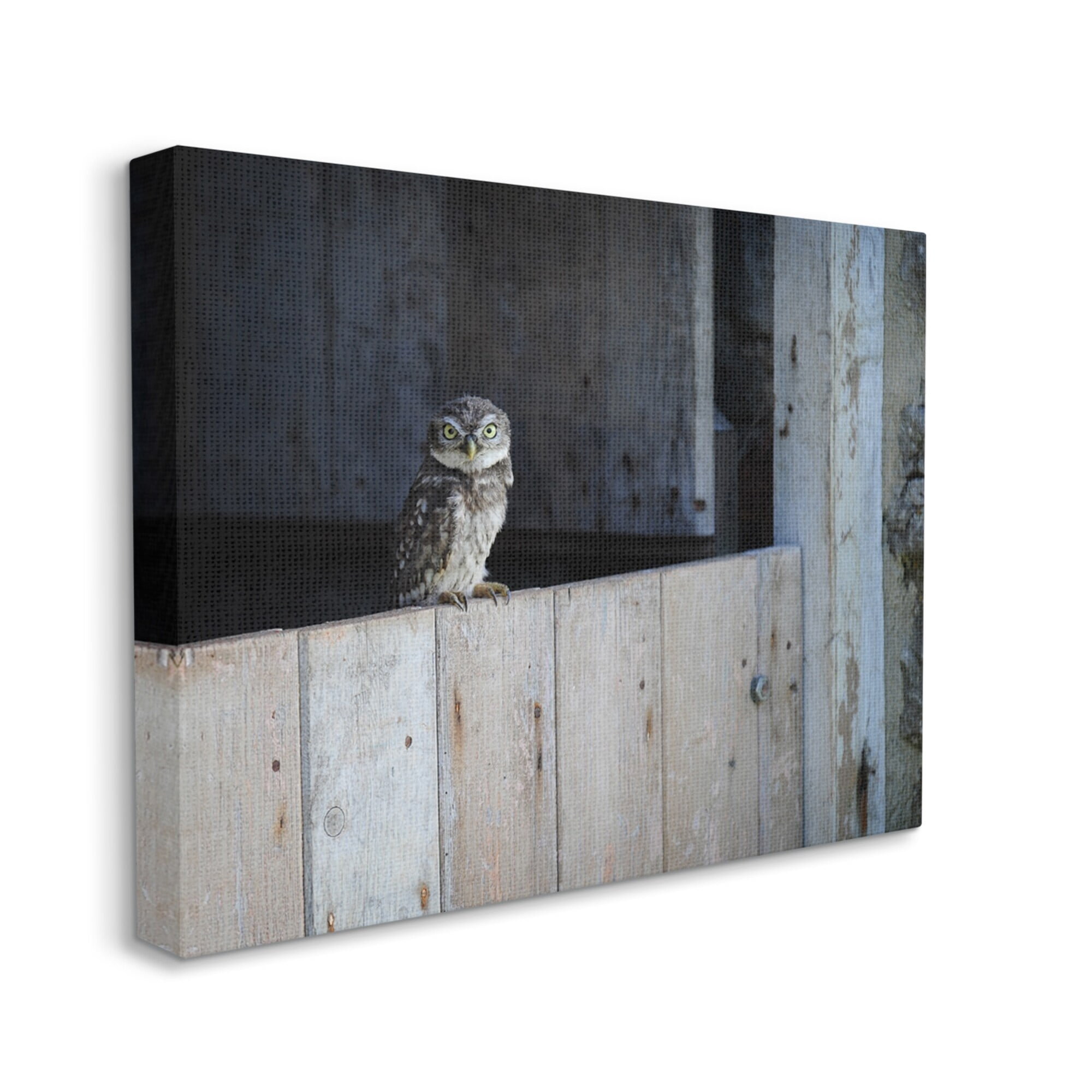 Stupell Industries Perched Owl Rural Barn Ledge Wildlife Photography Photograph Gallery Wrapped Canvas Print Wall Art, Design by James Dobson
