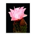 thumbnail image 2 of Gango Home Decor Beaver Tail Cactus Flower by Douglas Taylor (Printed on Paper); One 22x28in Fine Art Paper Giclee Print, 2 of 4
