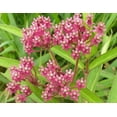 thumbnail image 5 of 75 Graines de Fleur d'Asclépiade des Marais Rouge Asclepias Incarnata, 5 of 5