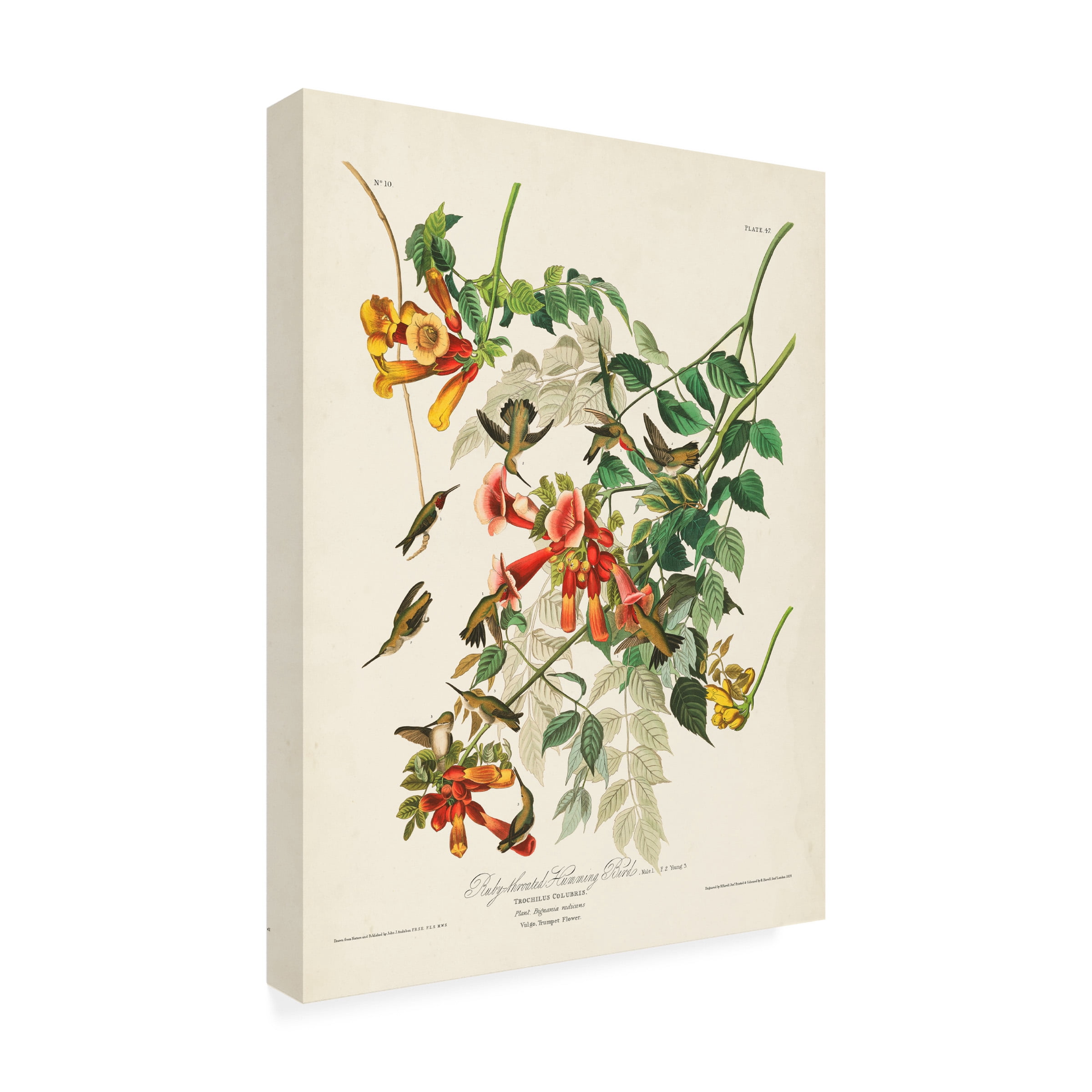 John James Audubon 'Ruby Throated Hummingbird' Canvas Art