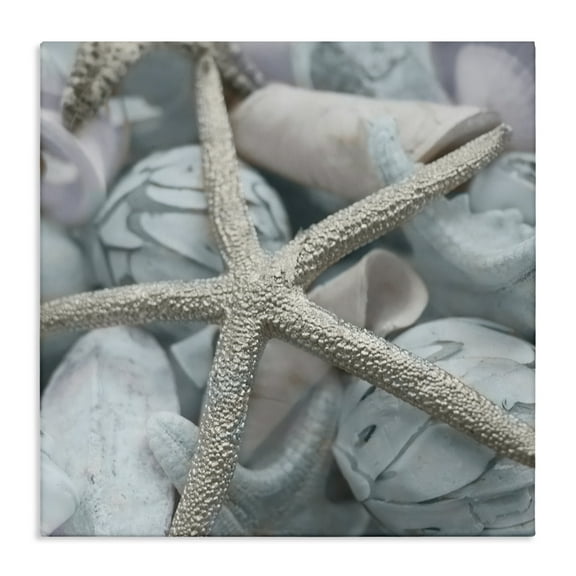 Stupell Industries Starfish & Various Shells Nautical & Beach Photography Wrapped Canvas Art Print Wall Art, 17 x 17