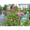 thumbnail image 3 of 20 HEMP AGRIMONY Eupatorium Cannabinum Raspberries & Cream Flower Seeds, 3 of 3