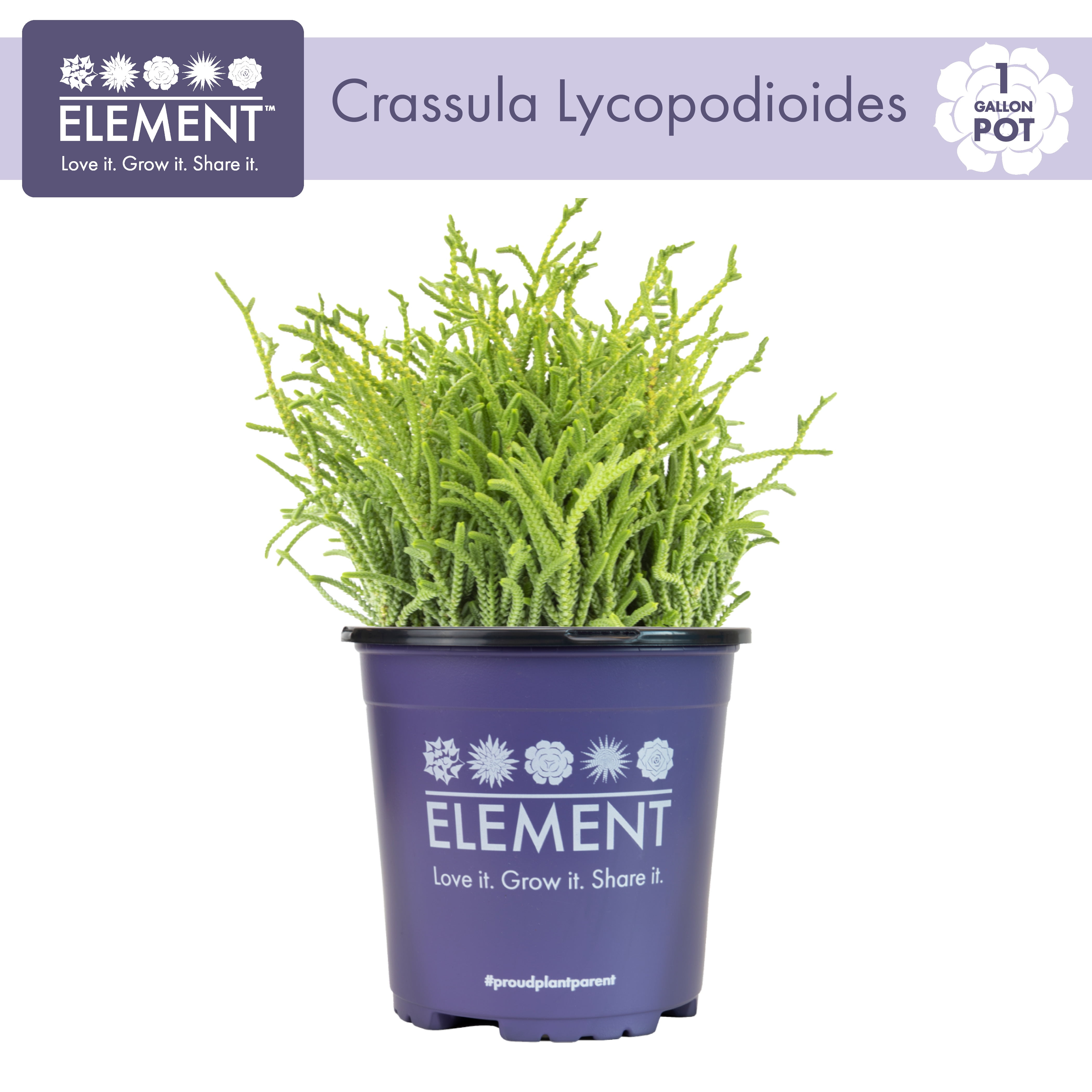 Element by Altman Plants 1Gal Crassula Muscosa Live Succulent Plant