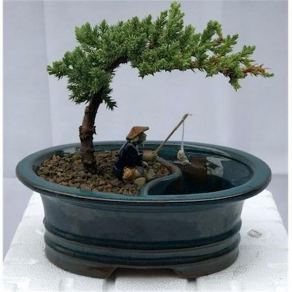 Juniper Bonsai Tree with Land & Water Pot - Juniper Procumbens Nana - Small