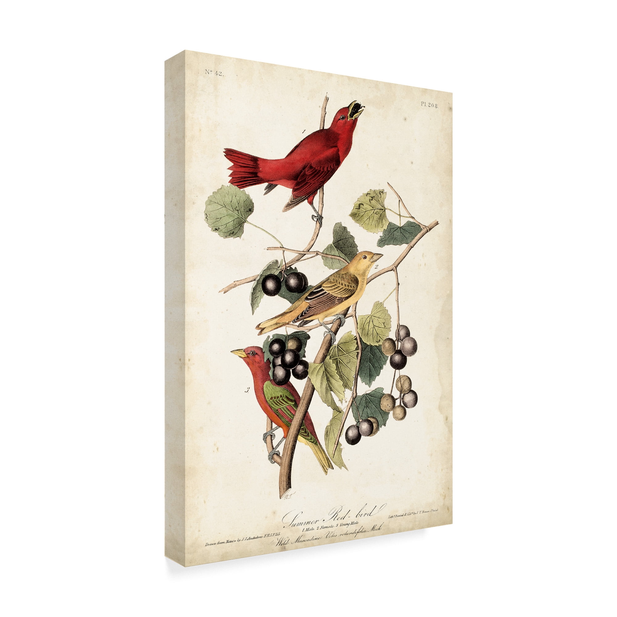 Trademark Fine Art 'Summer Red Bird' Canvas Art by John James Audubon