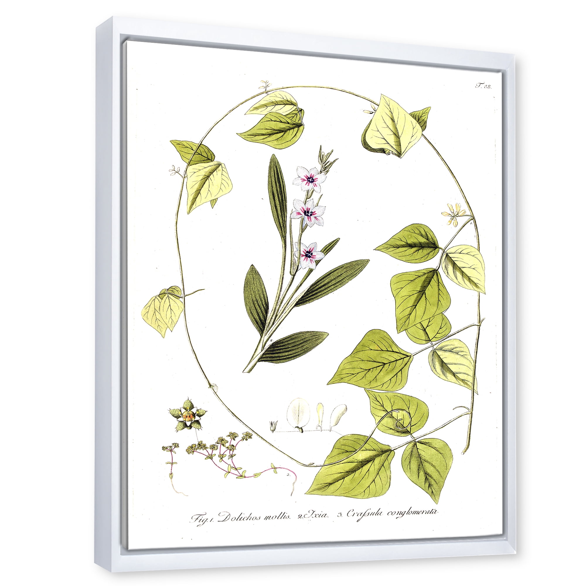 Designart 'Ancient Botanicals XXI' Traditional Framed Canvas Wall Art Print