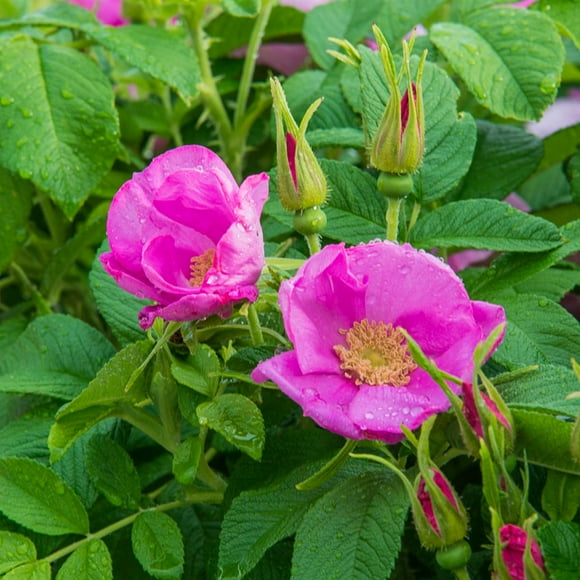 Sweet Hips Rugosa Rose Potted Starter Plant (1-Pack)