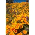 thumbnail image 2 of Jaynes Gallery 23x32 Gold Ornate Wood Framed with Double Matting Museum Art Print Titled - Arizona-Peridot Mesa California poppies in bloom, 2 of 4