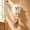White,Free Size, variant on Multi Functional Hook Tool, Versatile Utility Hook for Home Kitchen, Stainless Steel Hanging Hook for Various Uses