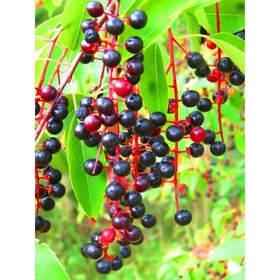 30 Seeds BLACK CHERRY Fruit Tree Prunus Serotina Fragrant White Flowers Seeds