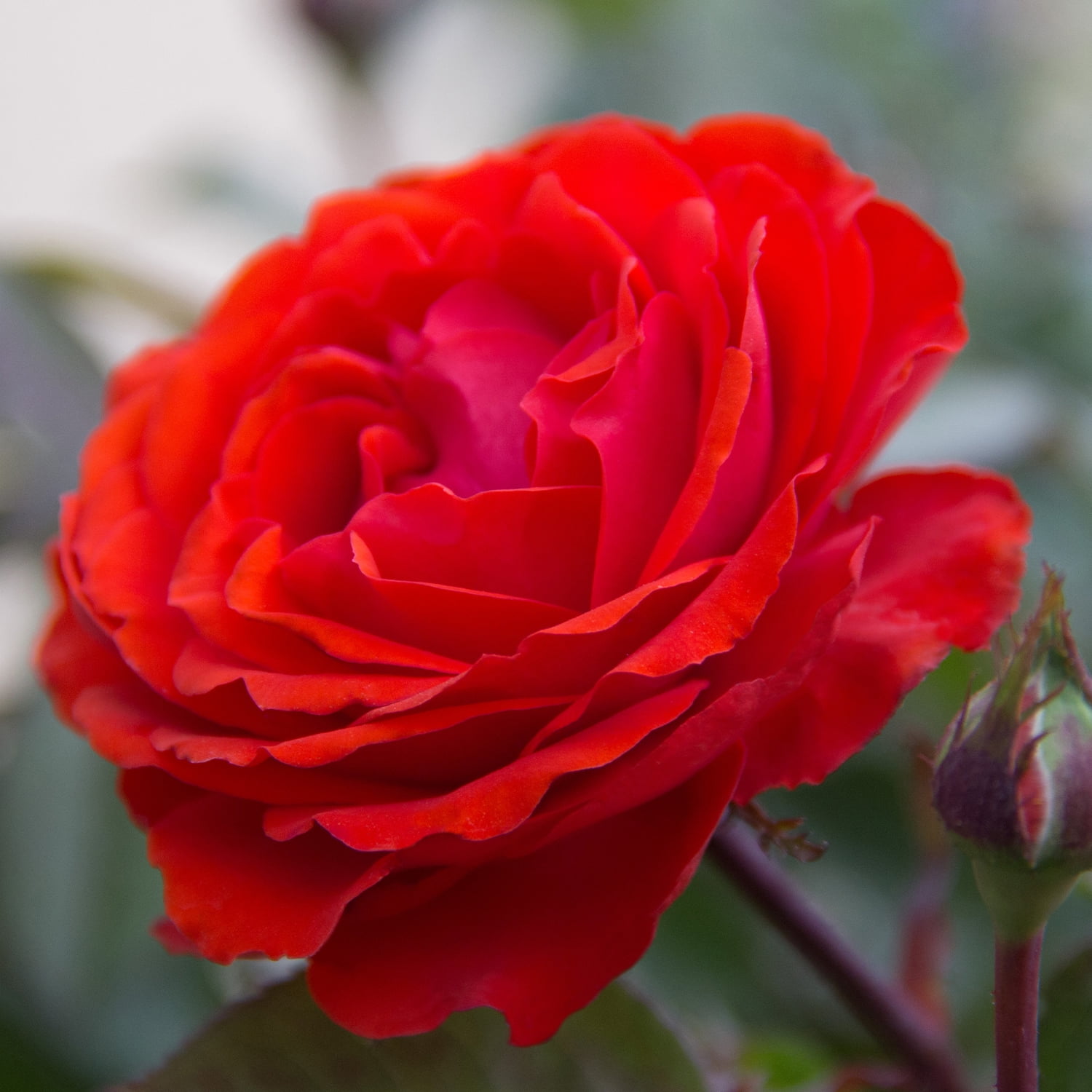 True Bloom by Altman Plants 'True Passion' PP28929 Orange Rose Bush, 8qt. Pot, Live Roses, Full Sun