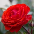 thumbnail image 2 of True Bloom 'True Passion' PP28929 Orange Rose Bush, 8Qt. Pot, Live Roses, Full Sun, Live Plant, 2 of 5