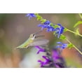 thumbnail image 2 of Day, Richard and Susan 18x13 White Modern Wood Framed Museum Art Print Titled - Ruby-throated hummingbird at blue ensign salvia, 2 of 4