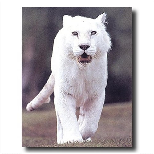 AWESOME Solid White Tiger Wall Picture Art Print