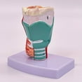 TIERPOP Human Larynx Anatomical Model for Study Display Teaching Prop