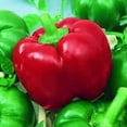 thumbnail image 1 of MexiBell Hybrid F1 Hot Pepper - 5 g ~750 Seeds - Non-GMO, Hybrid F1 Vegetable Gardening Seeds - Very Mild Hot Pepper, 1 of 2