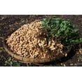 thumbnail image 6 of TomorrowSeeds - Jumbo Bailey Virginia Peanut Seeds - 60+ Count - For 2026 Planting Top Producer, 6 of 11