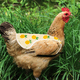 thumbnail image 4 of Delantal de silla de montar de gallina Protector de plumas Protector de espalda Delantal de silla de montar de pollo MFZFUKR CPB-US-DYP481-6, 4 of 5