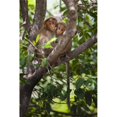 thumbnail image 1 of Posterazzi DPI1883531LARGE Two Monkeys In A Tree - Tamil Nadu, India Poster Print, 24 x 38 - Large, 1 of 1