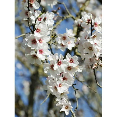 almond trees blooming with flowers loule algarve portugal print
