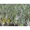 thumbnail image 6 of ragnaroc Air Plants - Tillandsia Fasciculata Tricolor, Large 4-6" - 3ct - Live Arrival Guaranteed - House Plants for Home Decor & Gift, 6 of 7