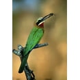 thumbnail image 2 of Williams, Joanne 11x14 Gold Ornate Wood Framed with Double Matting Museum Art Print Titled - Zimbabwe White-fronted bee-eater with a bee, 2 of 4