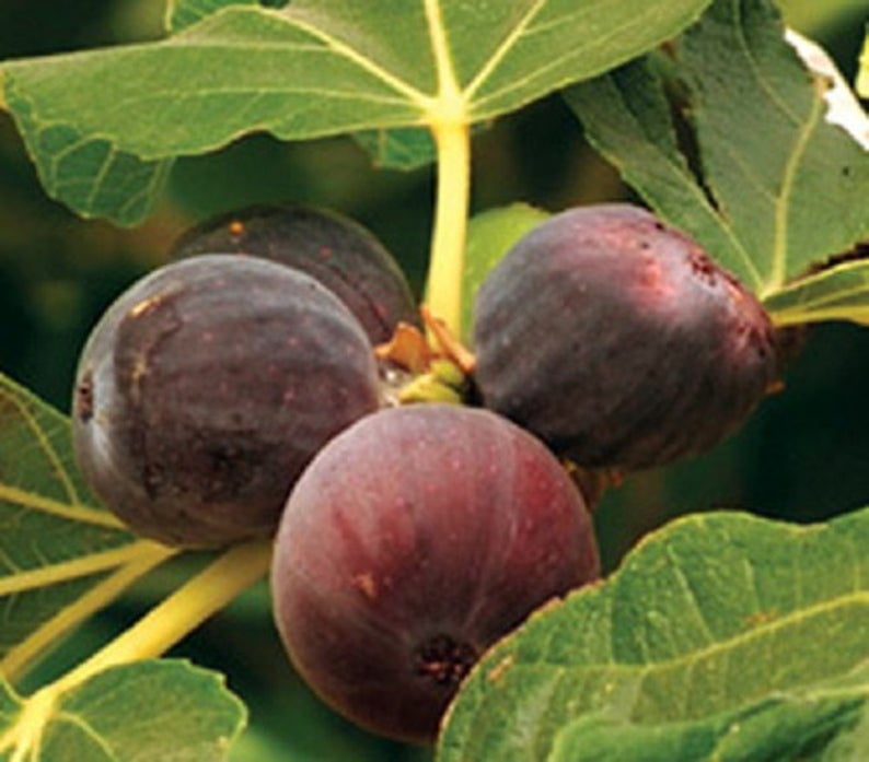 Texas Everbearing Fig Ficus Carica