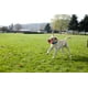 thumbnail image 2 of Juguete Large Tumble Bumper Chuckit! para Perros, 2 of 7