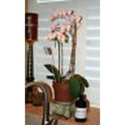 Orchid Love Organic Orchid Fertilizer Food Bloom Booster 1 Quart (32oz) Liquid Concentrate - Best Natural Fertiliser