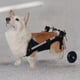 thumbnail image 3 of Small Dog Wheelchair with Hind Leg Paralysis, Pet Hind Limb Walker, Patients Dog Assisted Break, Teddy Cat Stand ShopWise Round, 3 of 7