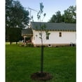 thumbnail image 4 of Mesh Tree Protector 24 Inches Tall (5 Pack) Standard Weight with Zip Ties, 4 of 9