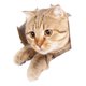 thumbnail image 3 of Pegatina para Inodoro de Gato de Dibujos Animados, Mural para Asiento de Inodoro, Pegatina Divertida para Tapa de Inodoro Impermeable, Pegatina Divert 21cmx23cm, 3 of 8